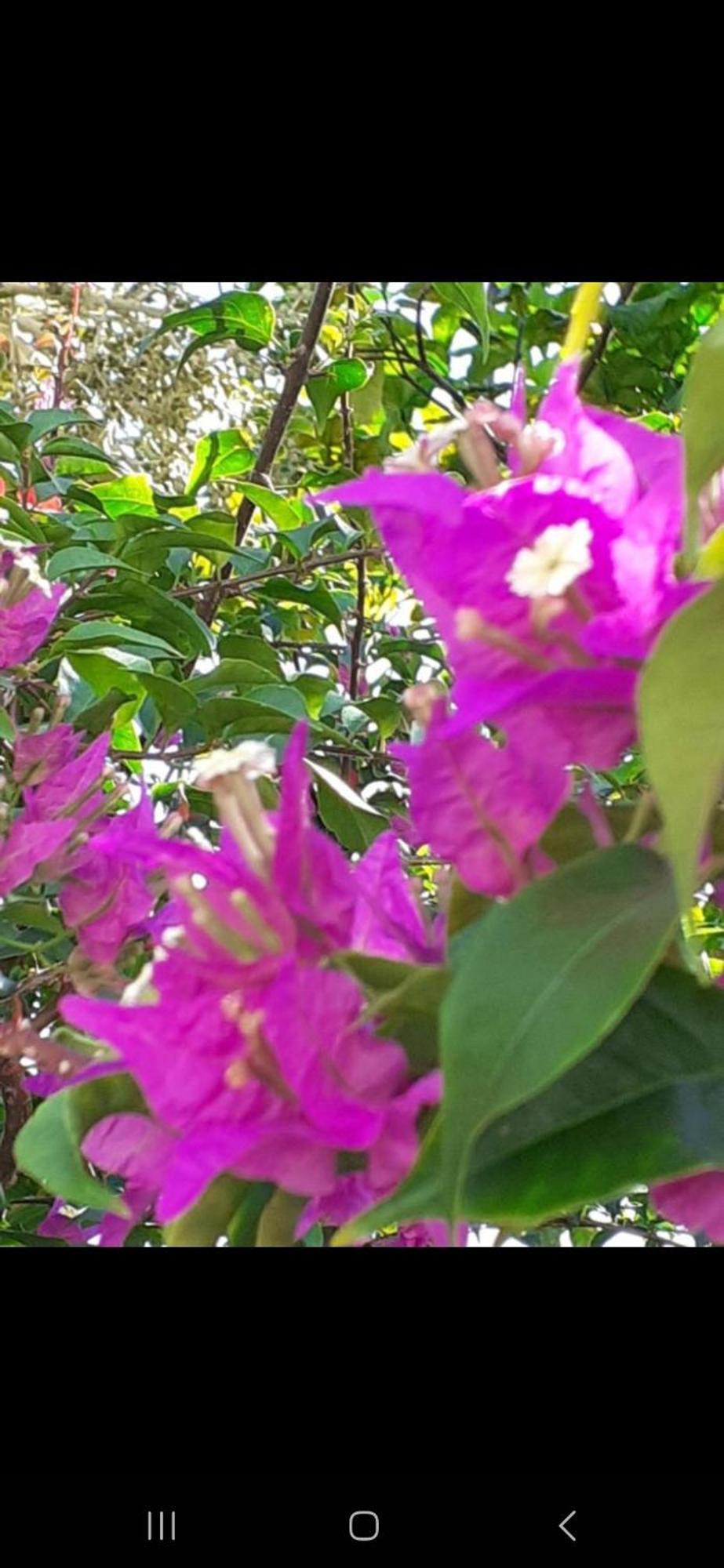 Gigi'S Self Catering Apartment Port Glaud ภายนอก รูปภาพ